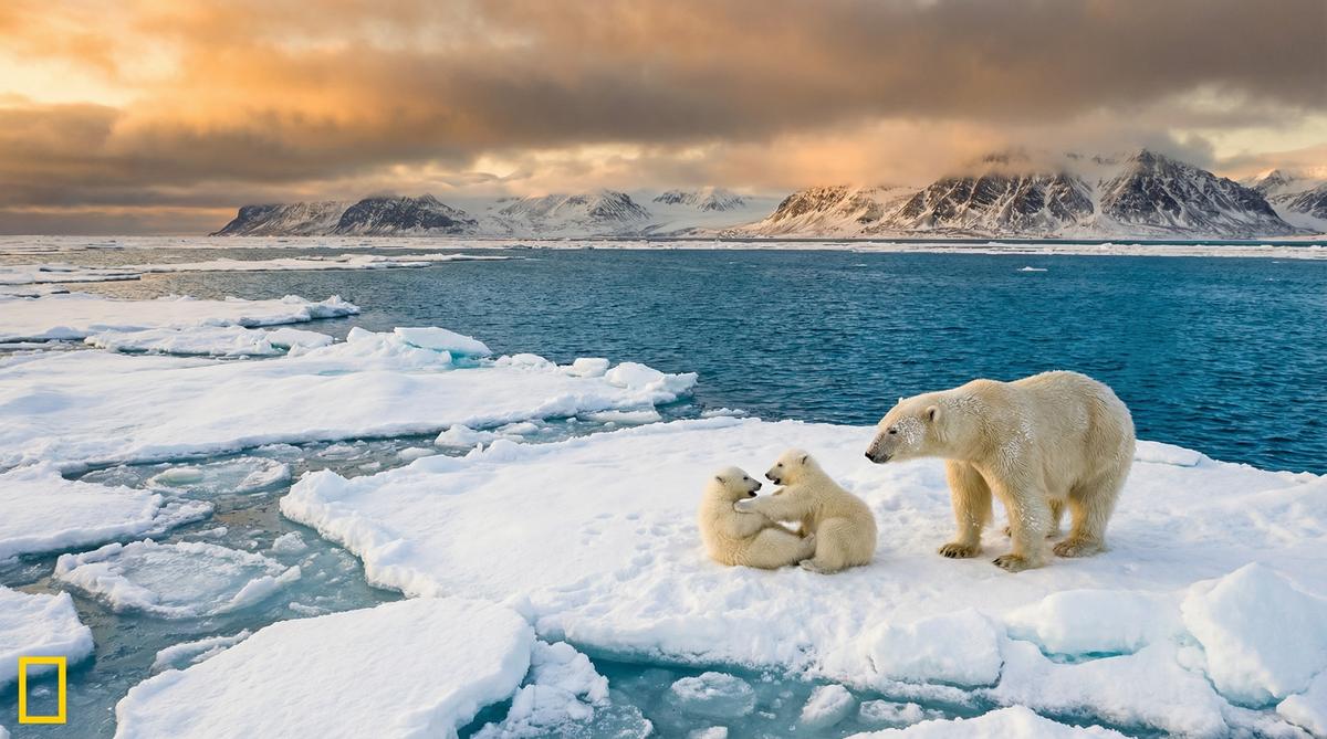 看片北极熊视频